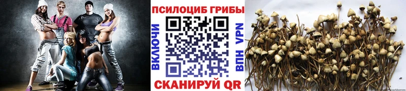 Псилоцибиновые грибы мицелий  где продают наркотики  Вязьма 